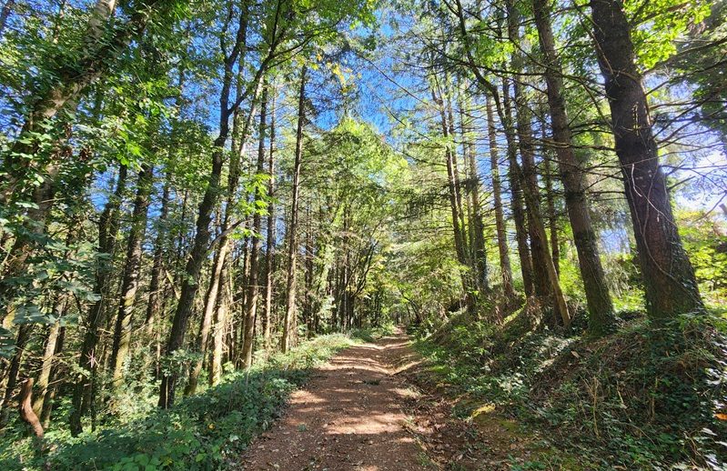 Sentier au cœur de la forêt