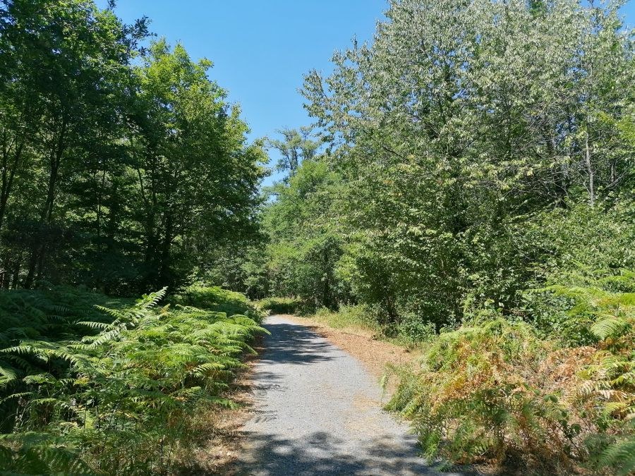 Forêt de Sérénac