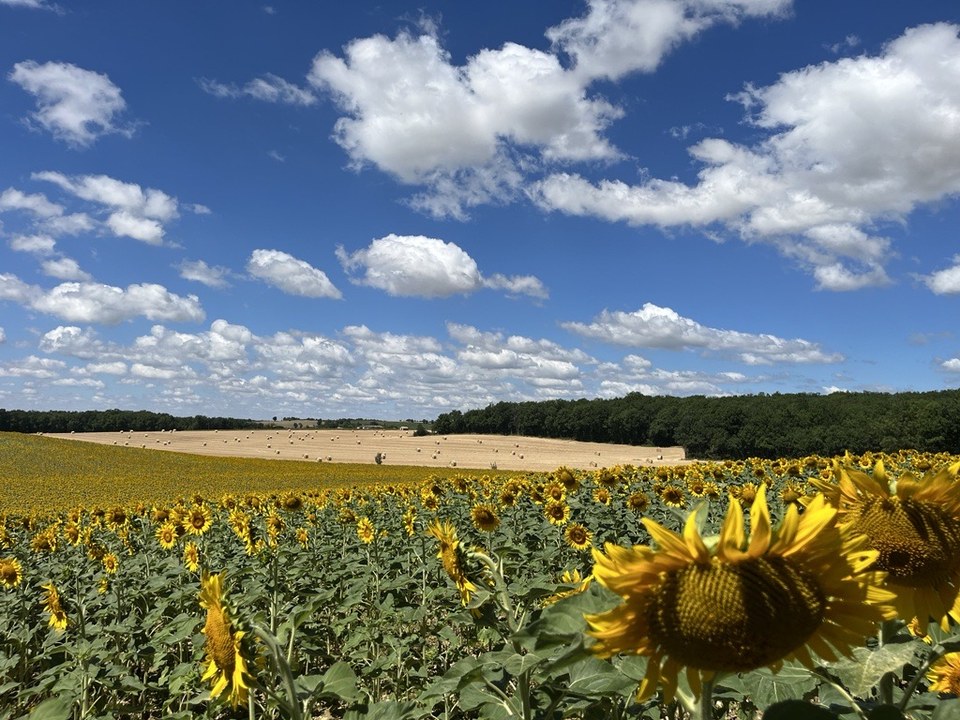tournesol et vallons