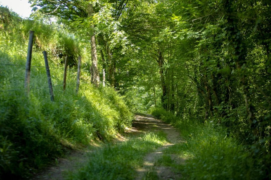 Le long du sentier