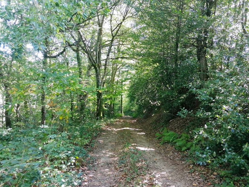 Passage dans les bois