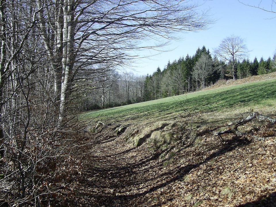 Paysage boisé