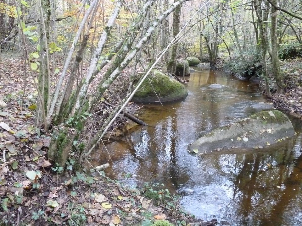 Sous bois
