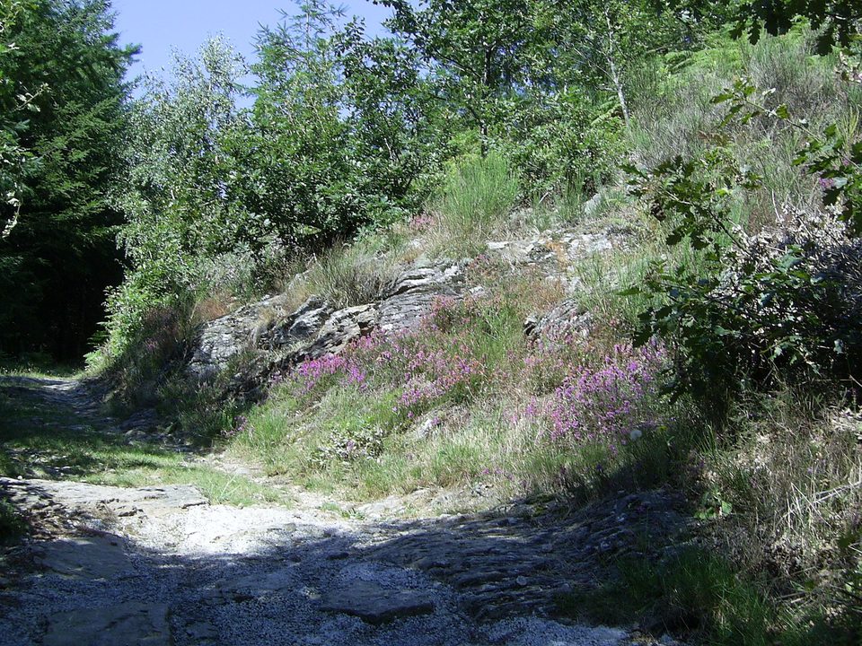 Bruyères