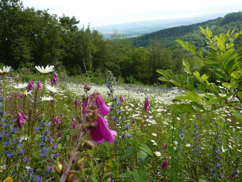 En montant au Carbonéral