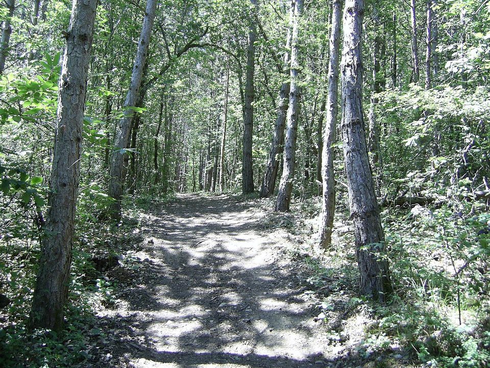 Sentier en sous-bois