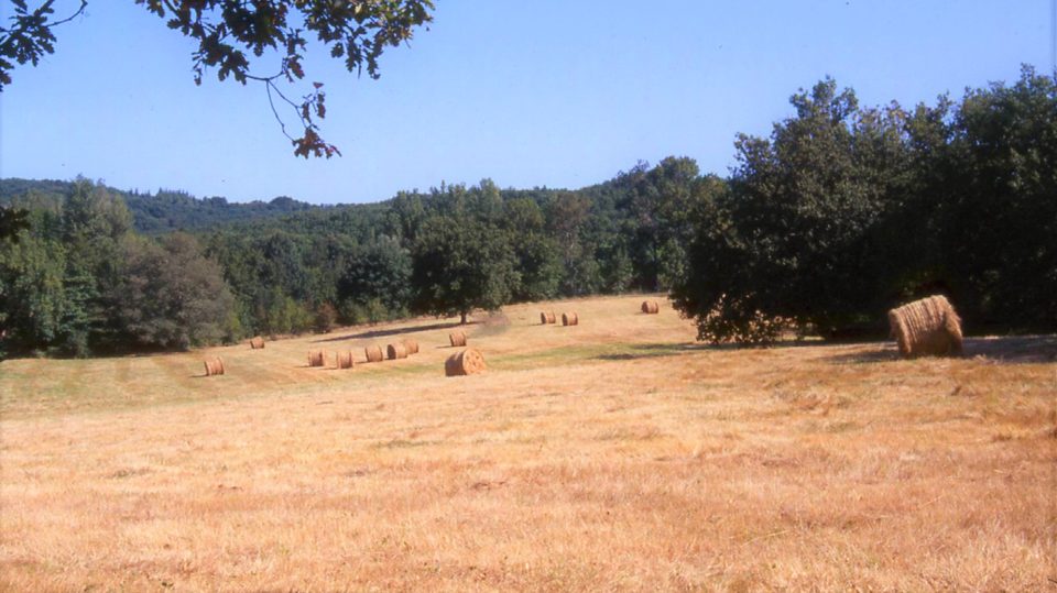 Paysage d'été