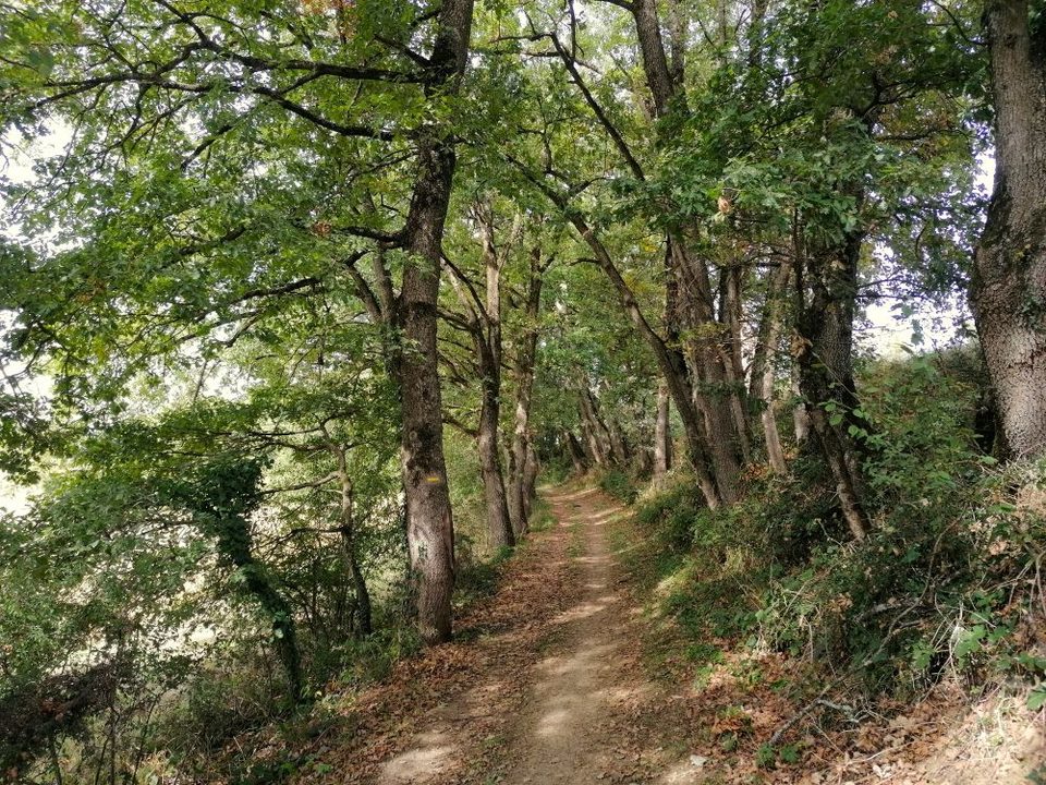 Passage dans les bois
