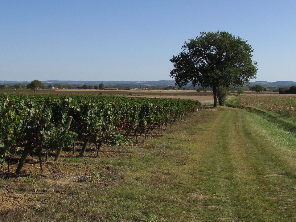 Sentier au bord de la vigne