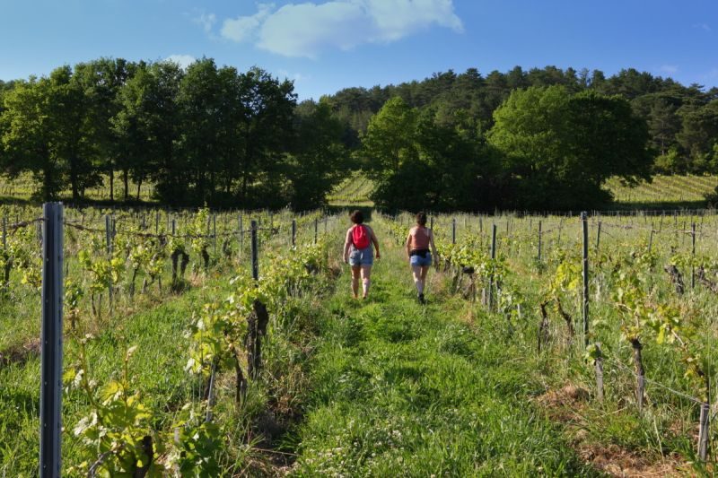 Marcheurs dans le vignes