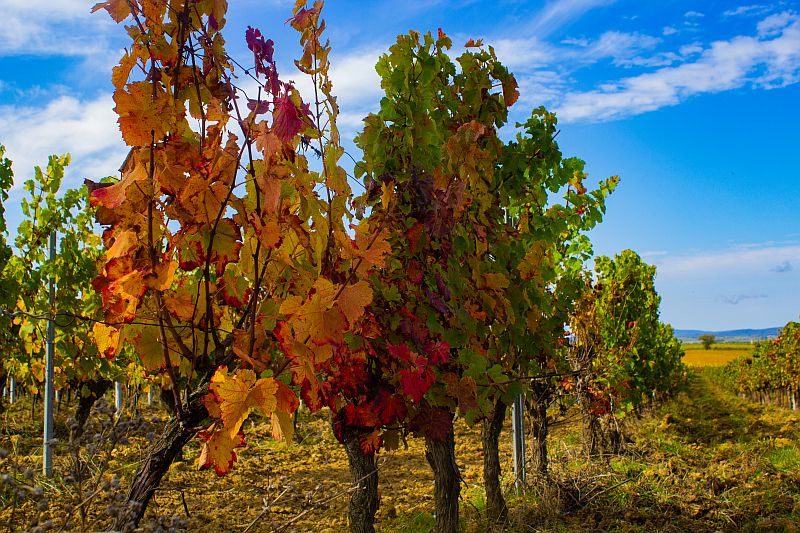Vignes