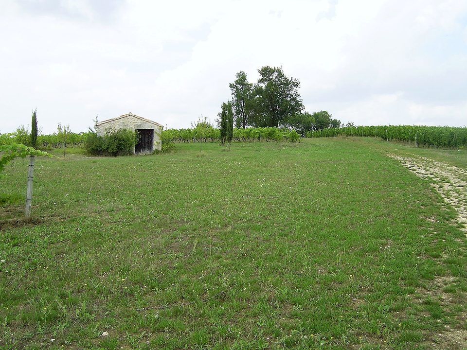 Cabane de vigne