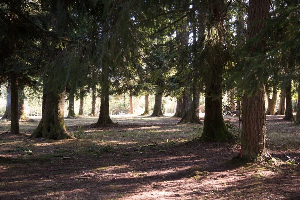 foret_1