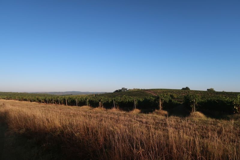 Point de vue sur les vignes