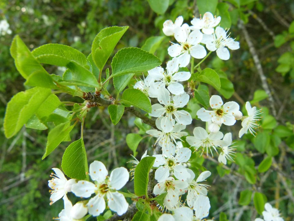 Flore