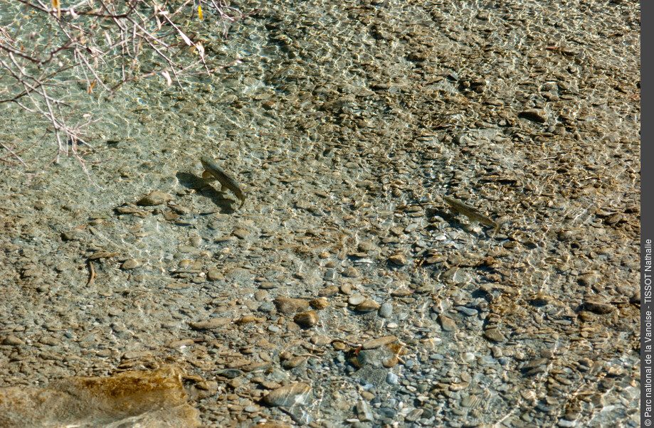 Du barrage de Bissorte au lac des Bataillères, paradis halieutique en Vanoise