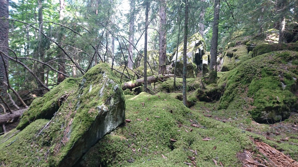 foretfeissons