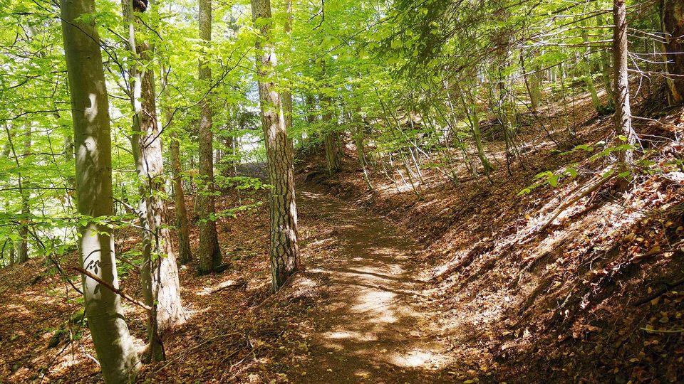 Sentier dans le bois du Torrond