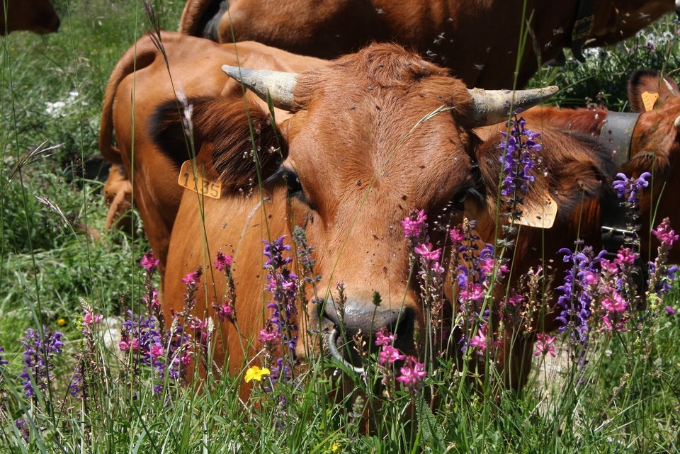 Vache Tarine