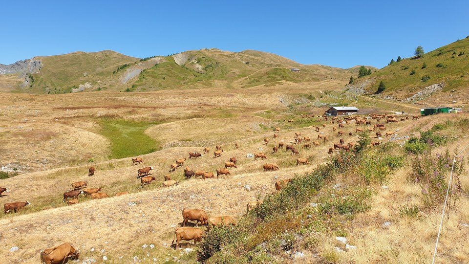 troupeaux alpages nâves
