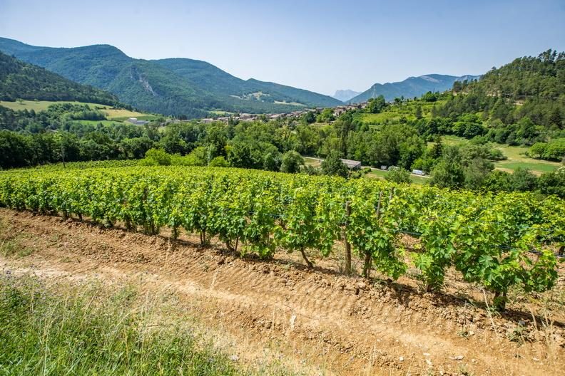 Vignoble du Dois