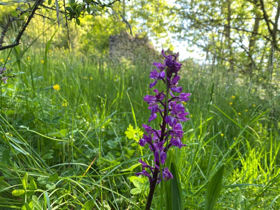 Orchidée près des ruines Martial