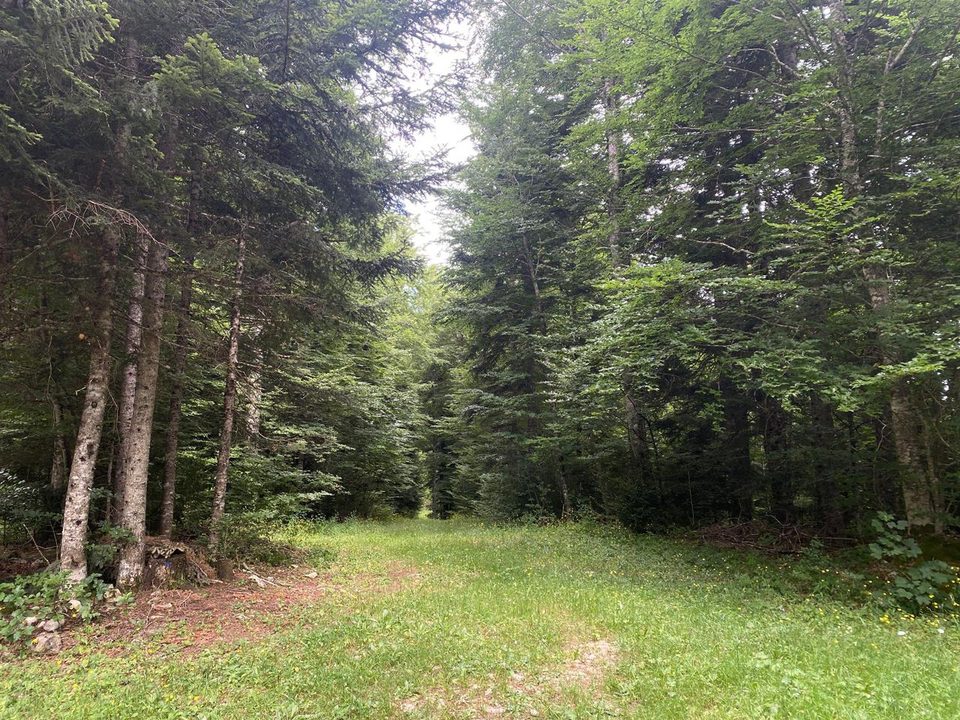 Forêt de la trompe