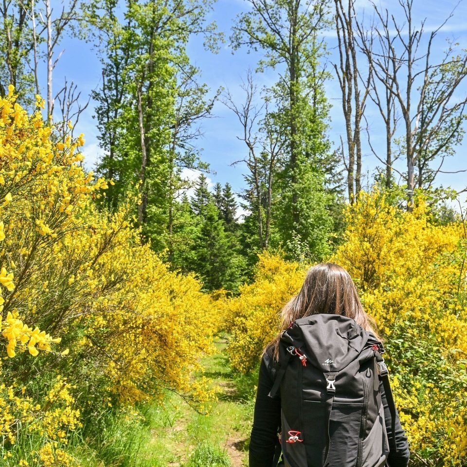 Passage entre les genêts