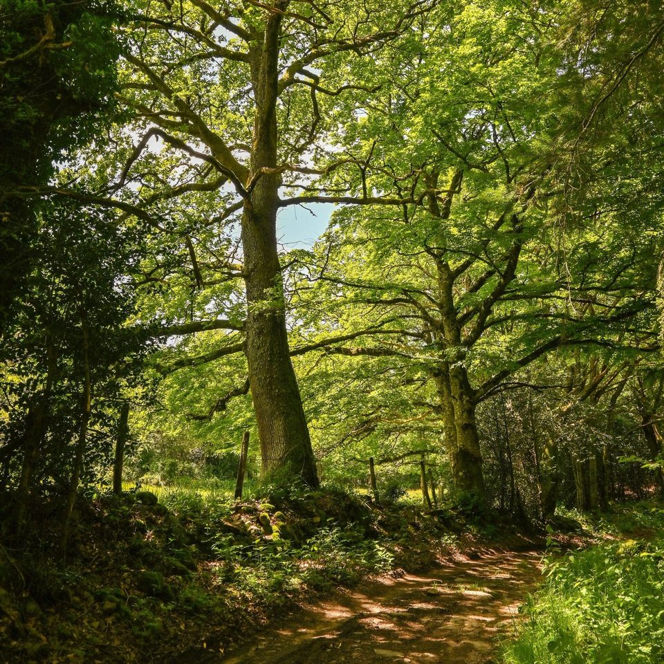 Sentier forestier