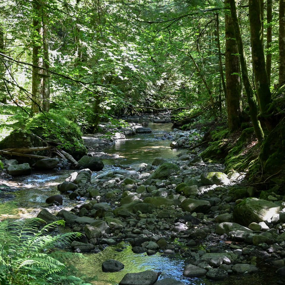 Sentier des gorges de l'Alagnon