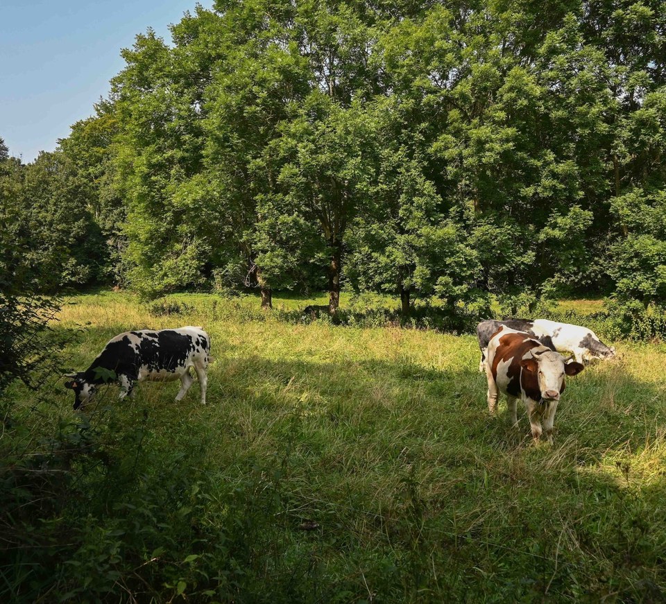 Un pré au bord du chemin