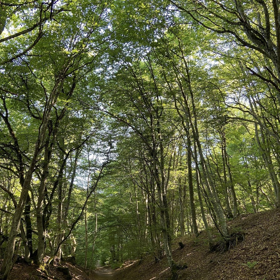Sous bois de hêtres