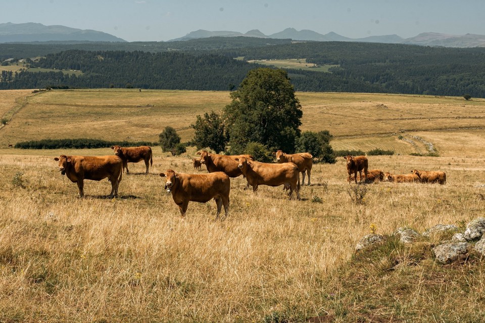 De Peyrusse à Allanche (étape 5 du Tour des Vaches Rouges)