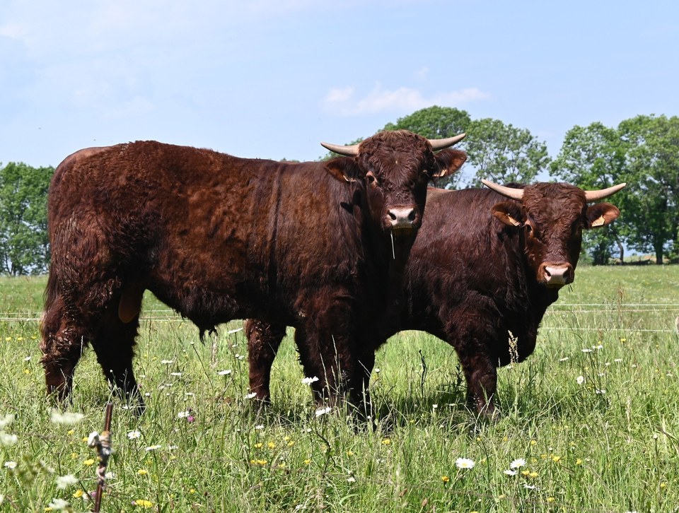 Tour des Vaches Rouges