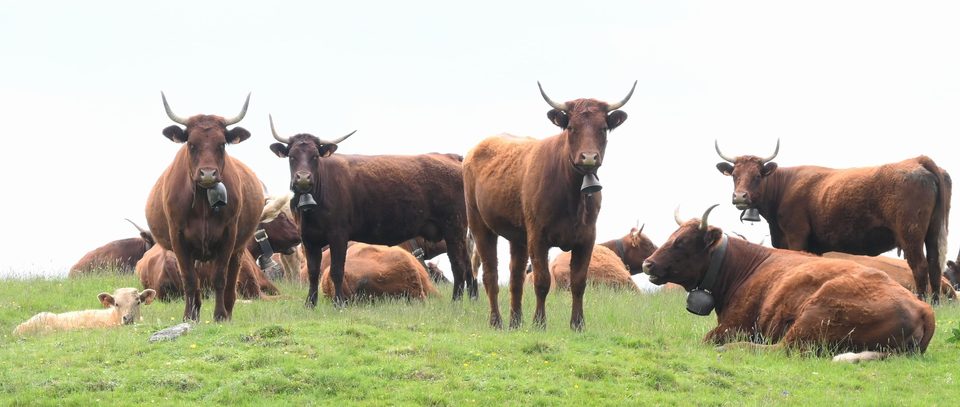Vaches Salers