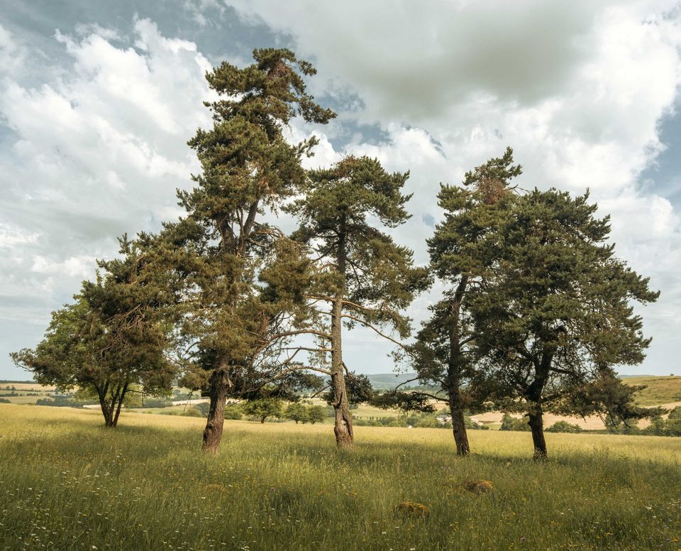Puy d'Assac et le bois de Montrozier