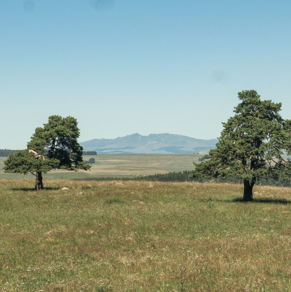 couv_PinatelleSud_1427