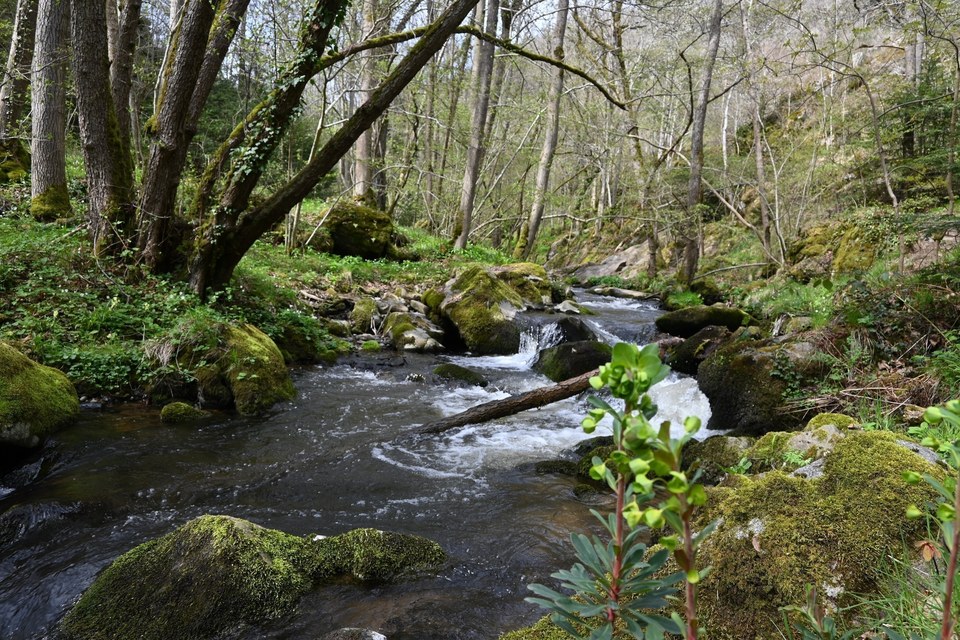 Les gorges de la Monne