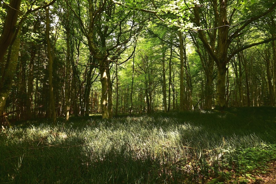 les prêles dans le bois Grouleix