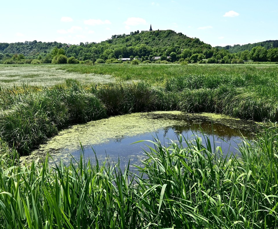 Du marais à la coulée de lave