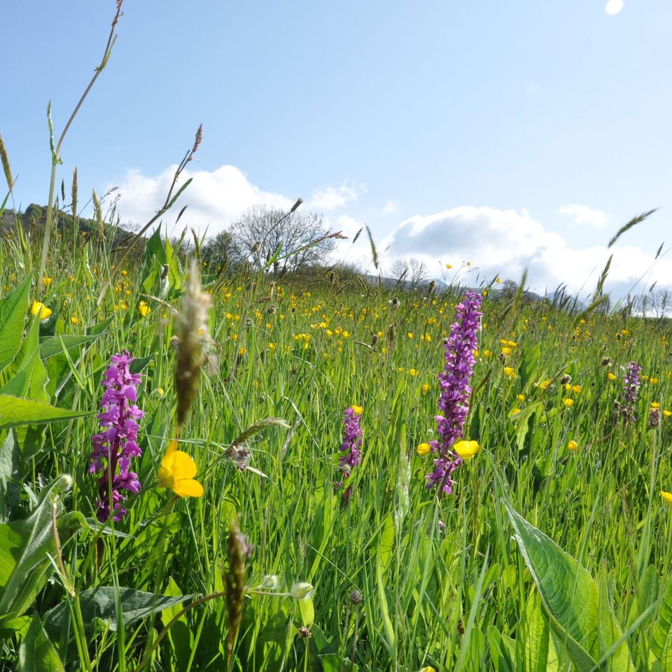 Prairie montagnarde
