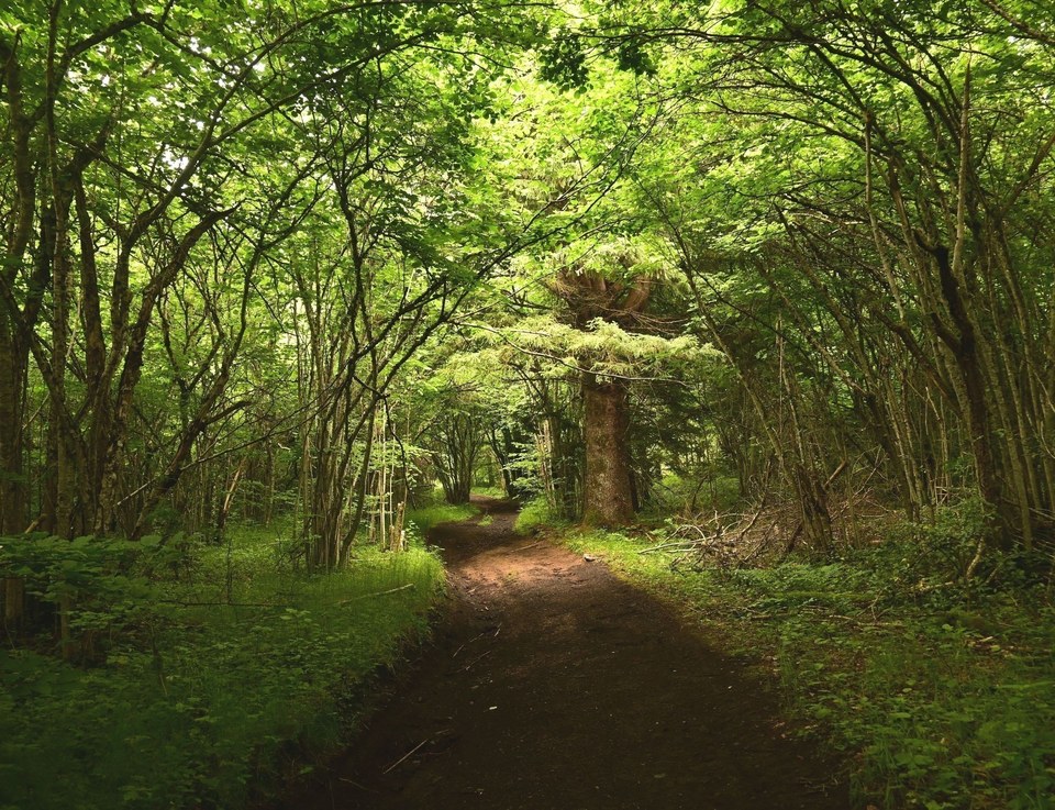 Une forêt verdoyante