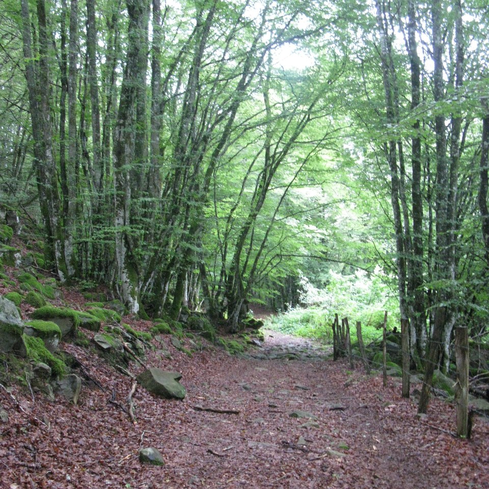 Passage en forêt