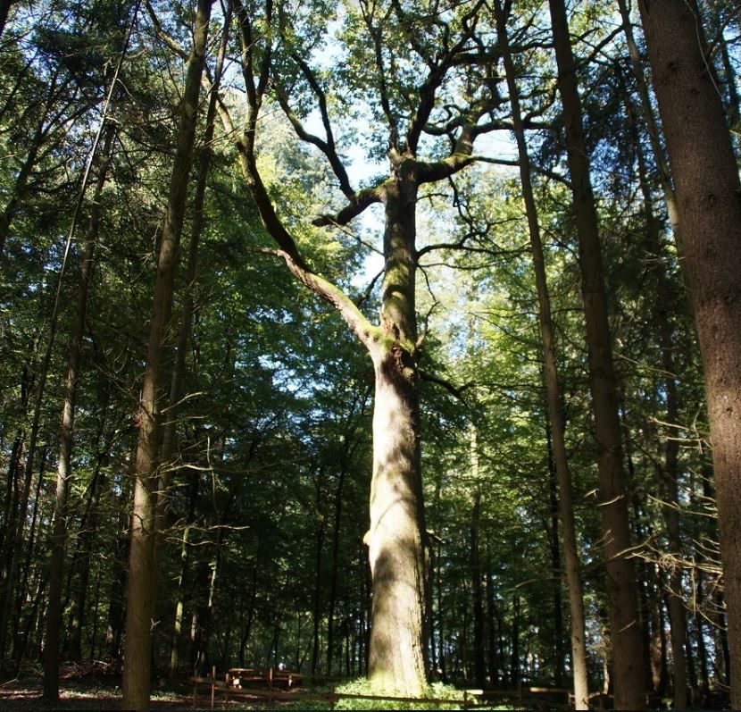 Les arbres remarquables de Haspelschiedt
