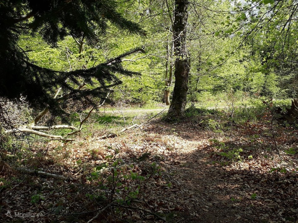 Le début de la promenade