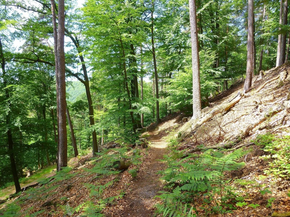 Un agréable sentier forestier