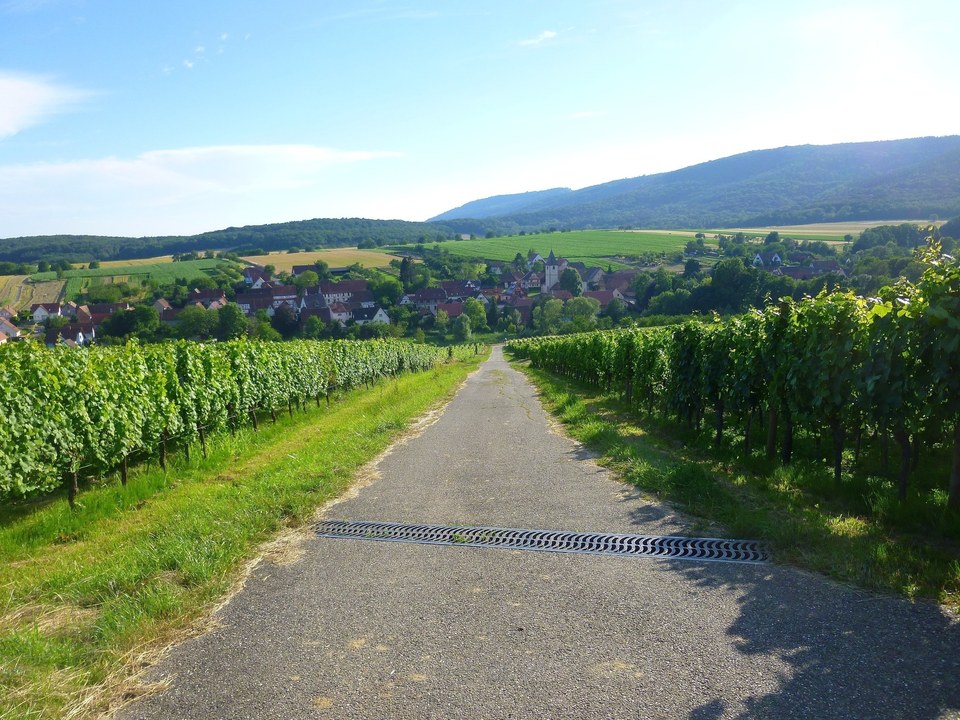 Sentier viticole de Cleebourg