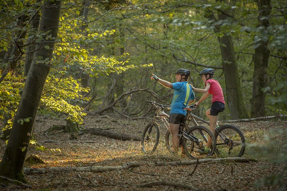 VTT stop foret(c) Y-Meyer 2016 - VTT rando (6)