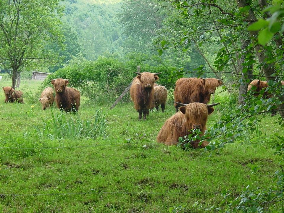 Prairie de Vaches Highland
