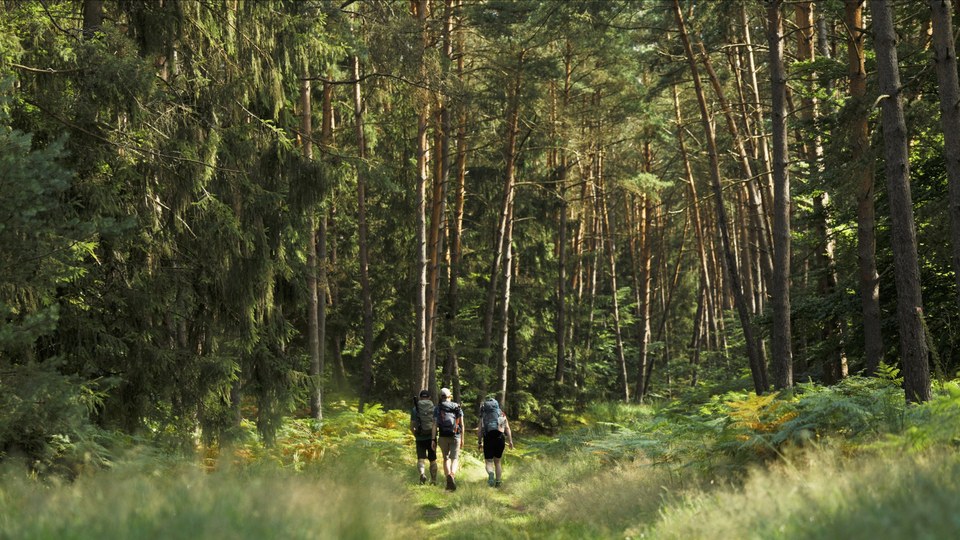 Randonnée en forêt